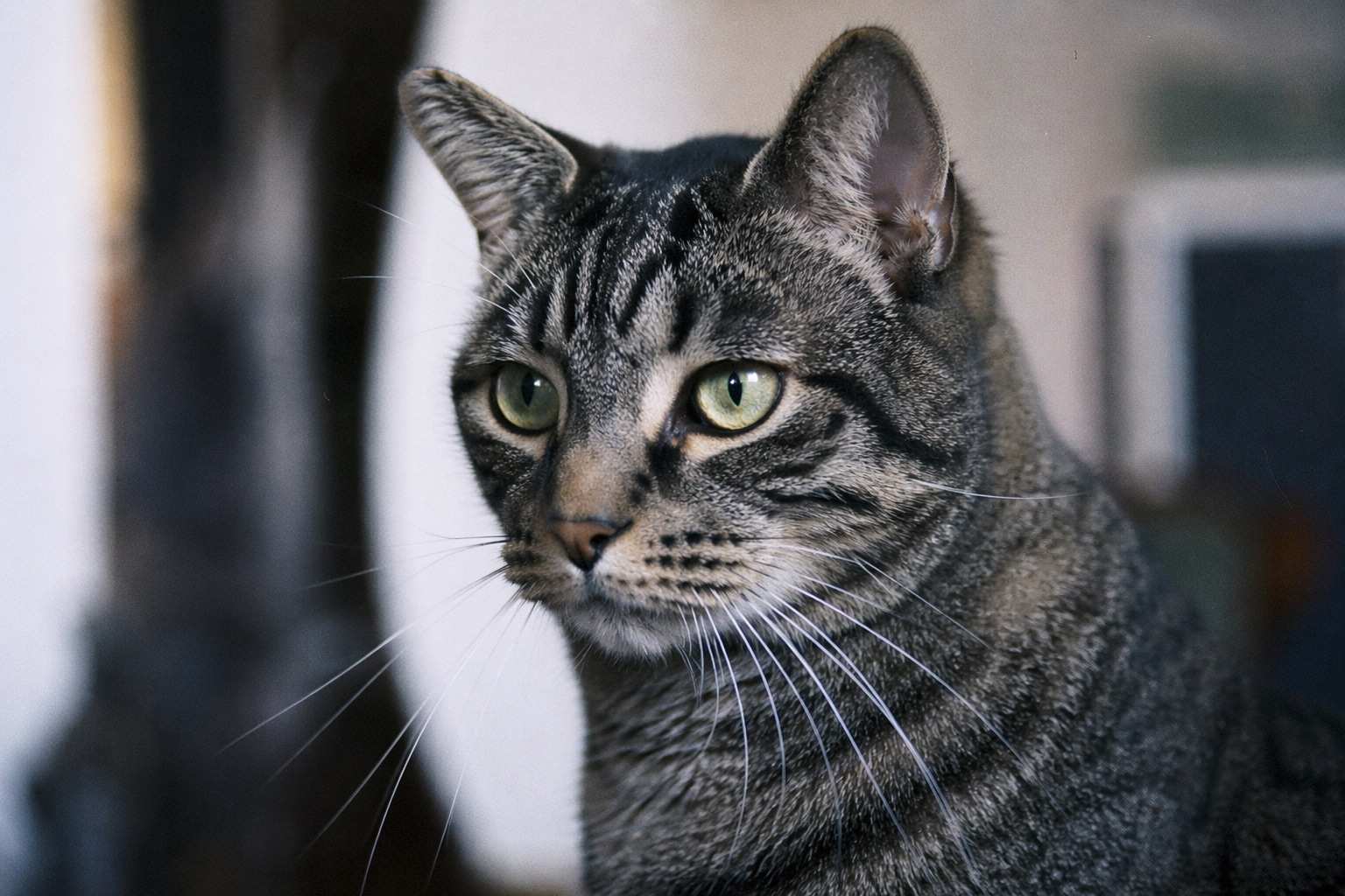 Close-up portrait of a cat with sharp whiskers and bokeh background.